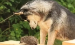 Non-propagační hezký: zda husky může štěkat a jak to dělají